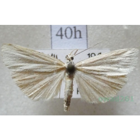 Agriphila straminella (Denis & Schiffermüller, 1775) Wachlarzyk słomkowy Czech40h